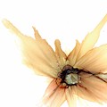 Flower Yellow Neutral 